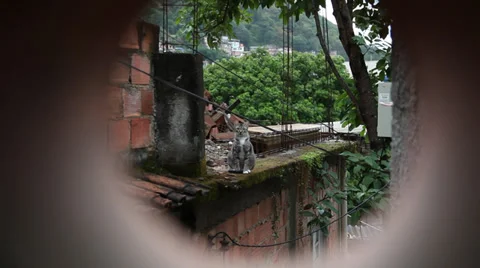 Favela cat Stock Footage 37637527