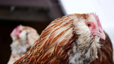 Faverolles Chicken 4K Stock Footage 83943476