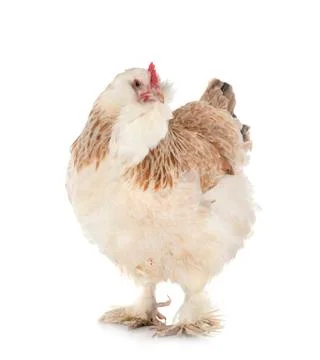 Faverolles chicken in studio Stock Photos