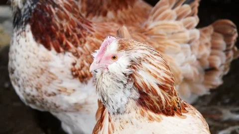 Faverolles Chickens 4K Stock Footage 83943543