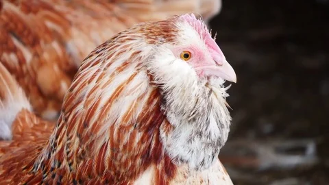 Faverolles Chickens 4K Stock Footage 83943572
