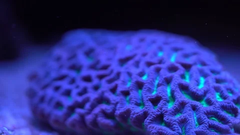 Favia brain coral Stock Footage 91476975