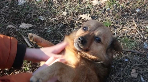 Favorite dog Vídeo Stock 47186070