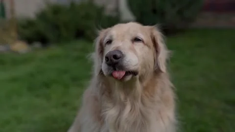 Favorite dog Stock Footage 272448075