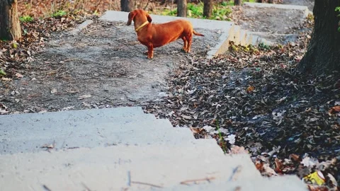 Favorite dog walks in the forest Stock Footage 221373810