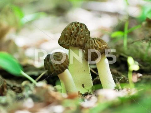 Favorite fungi Stock Photos