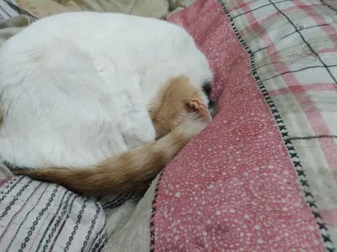 Favorite pets 写真素材