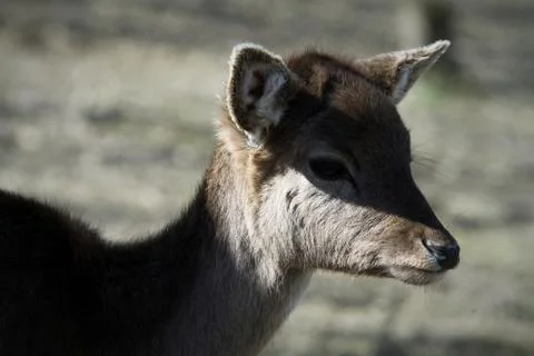 Fawn (2) Foto stock