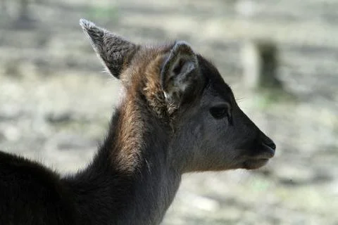 Fawn (3) Foto stock