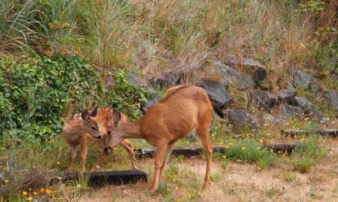 Fawn and doe Stock Photos