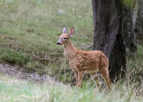 Fawn and tree Stock Photos