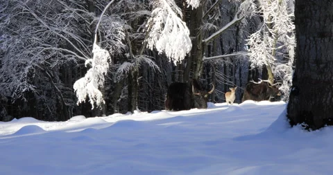 Fawn and Yaks Stock Footage 168239566
