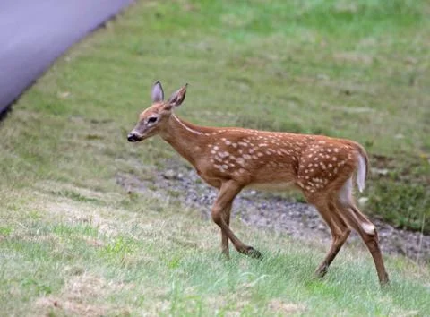 Fawn approaching the road Stock Photos