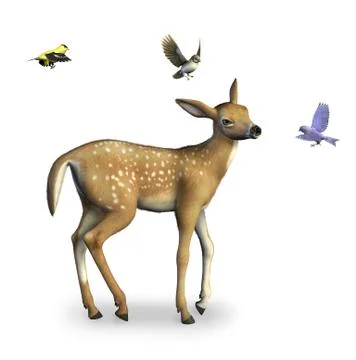 Fawn with Birds Stock Illustration