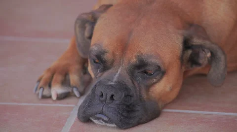 Fawn boxer (German boxer) sleeping Stock Footage 38025719