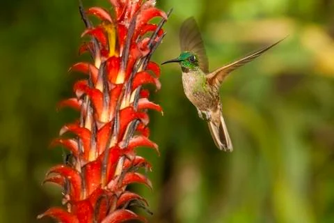 Fawn-breasted Brilliant Stock Photos