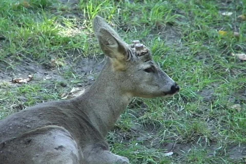 Fawn chewing  動画素材 348671