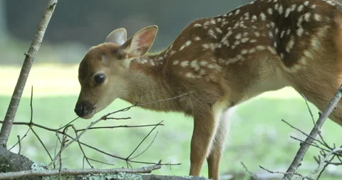Fawn chewing wood Vídeos de archivo 262139178