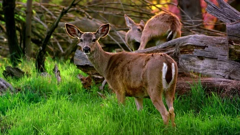 Fawn cleaning its coat Stock Footage 87854878