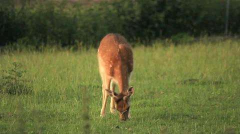 Fawn close up in nature 스톡 동영상 24780234