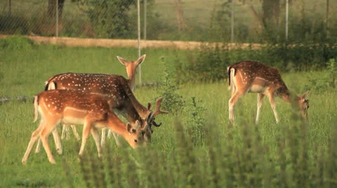 Fawn close up in nature Видео 24780295