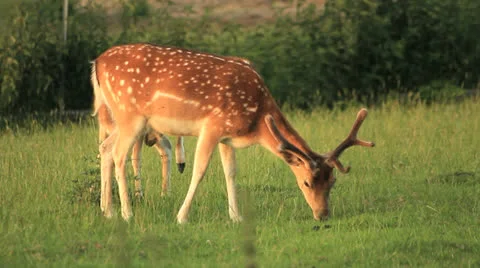 Fawn close up in nature Vídeo Stock 24780565