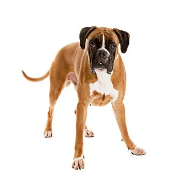 Fawn-colored Boxer Stock Photos