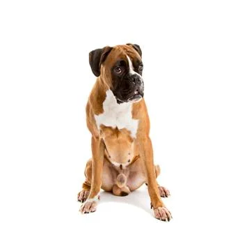 Fawn-colored Boxer Stock Photos