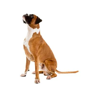 Fawn-colored Boxer Stock Photos