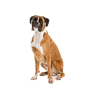Fawn-colored Boxer Stock Photos