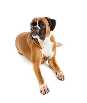 Fawn-colored Boxer Stock Photos