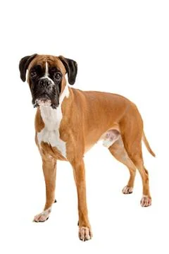 Fawn-colored Boxer Stock Photos