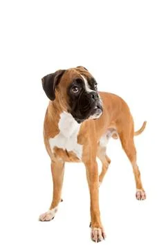 Fawn-colored Boxer Stock Photos