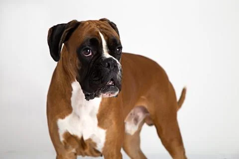 Fawn-colored Boxer 스톡 사진