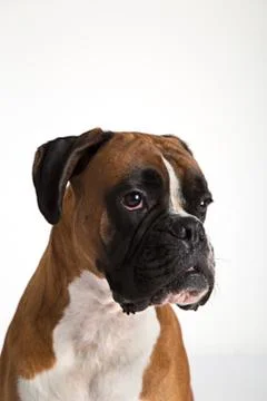 Fawn-colored Boxer Stock Photos
