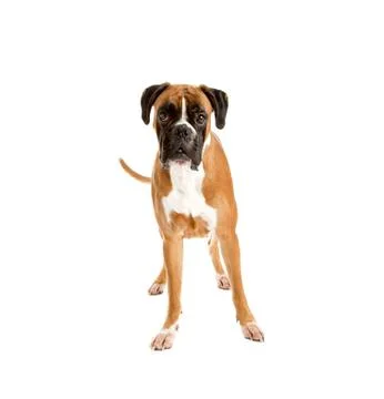 Fawn-colored Boxer Stock Photos