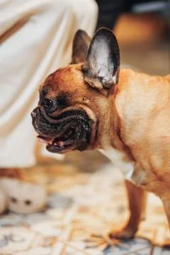 Fawn-colored dog with dark muzzle and erect ears Foto stock