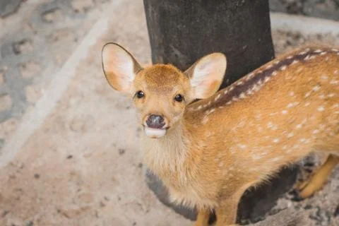 Fawn in the daytime. Stock Photos