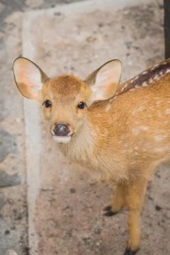 Fawn in the daytime. Stock Photos