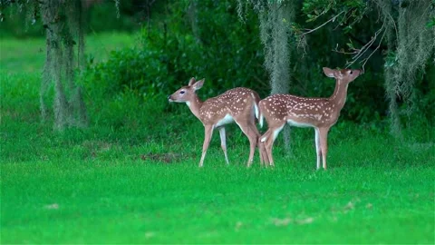 Fawn deer in field Stock Footage 145112501