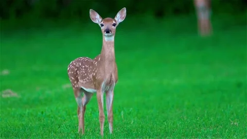 Fawn Deer in Field Stock Footage 145112635