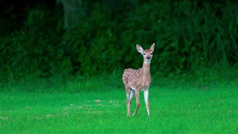 Fawn Deer Prancing Stock Footage 145112605