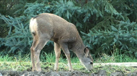 Fawn eating Stock-Footage 86576