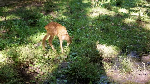 Fawn Eating Grass in Forest Stock Footage 293222430