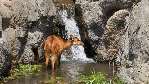 Fawn facing backwards Stock Footage 243801825