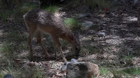 A fawn feeding in the forest Stock Footage 276283228