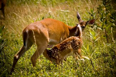Fawn Feeding Stock Photos