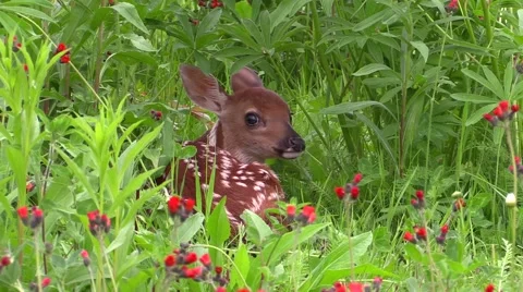 Fawn in a field of flowers 2 Stock Footage 40365786