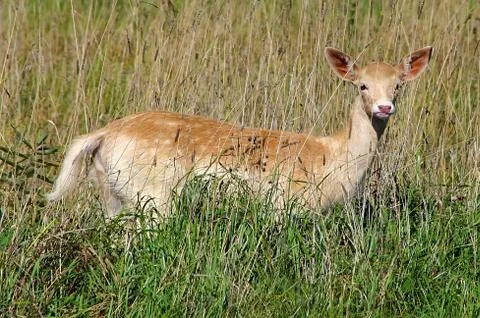 Fawn in the field Stock Photos