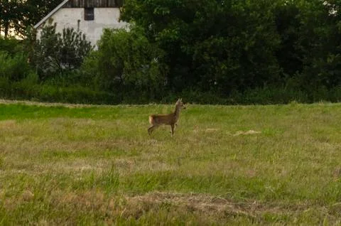 A fawn in the field Stock Photos